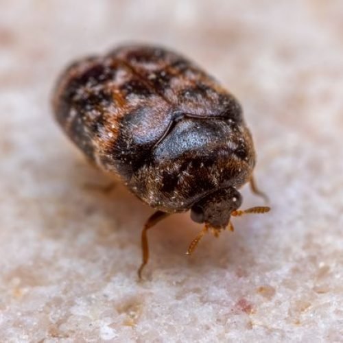 Bed Bug Removal